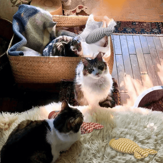 Interactive Catnip Fish Toy – Chewing, Kicking, and Playing for Indoor Cats