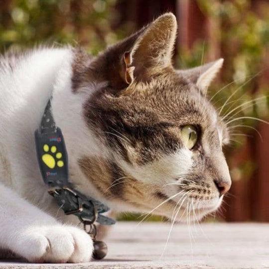 Cat GPS Tracking Collar | Real-Time Location Monitoring Device